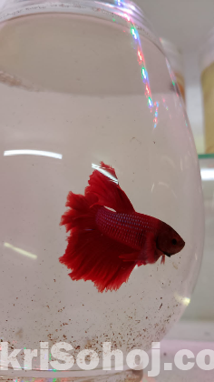 Betta Fish